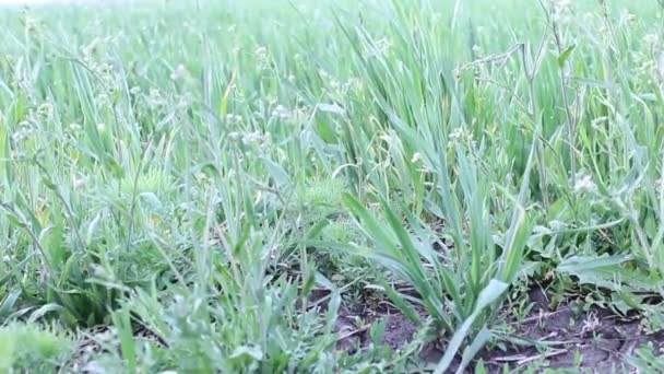 Denně větru jarní zelená pšenice tráva — Stock video