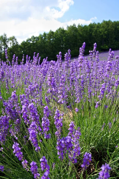 Lavender — Stock Photo, Image