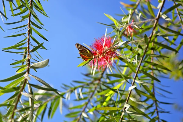 Plačící bottlebrush — Stock fotografie