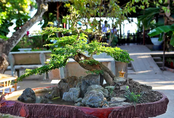 Bonsai-Shakan Stockbild