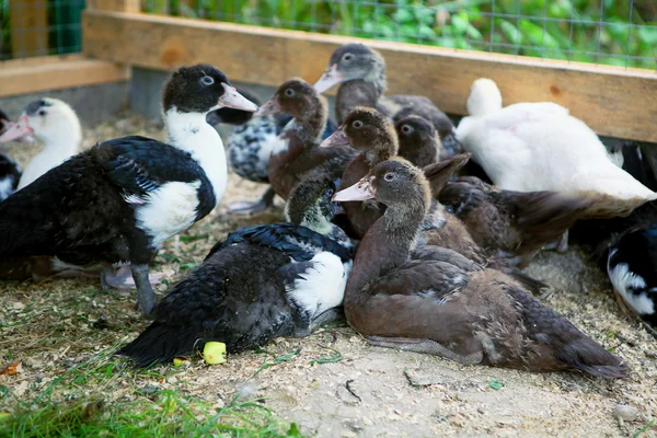 Moskovië eendjes — Stockfoto