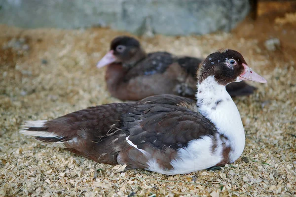 Barbarijse eenden — Stockfoto