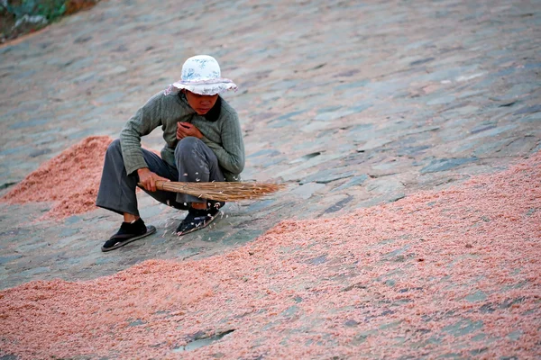 Dried krill — Stock Photo, Image