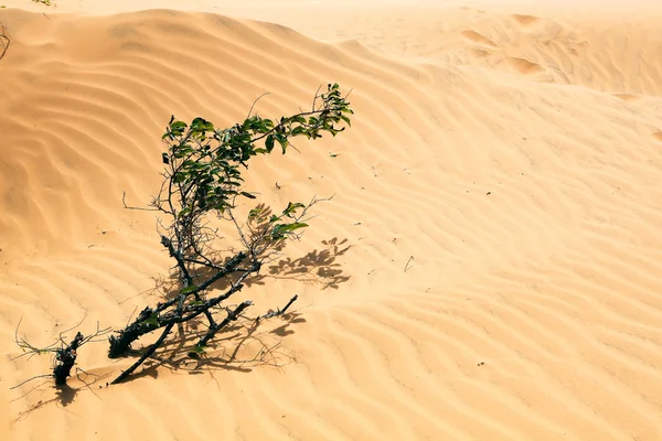 Rode woestijn — Stockfoto