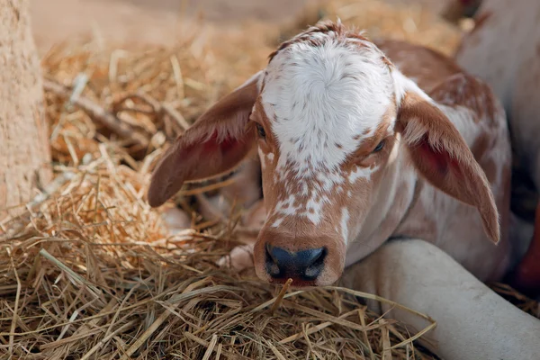 Indian calf Royalty Free Stock Images