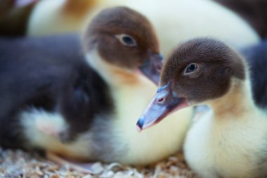 ördek yavrusu