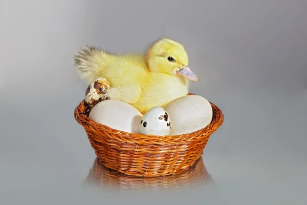 Duckling — Stock Photo, Image