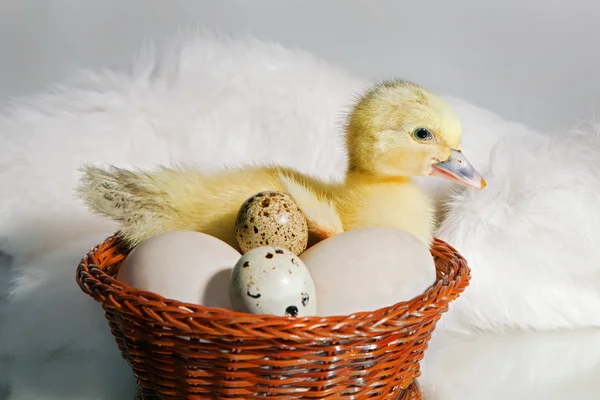 Duckling — Stock Photo, Image