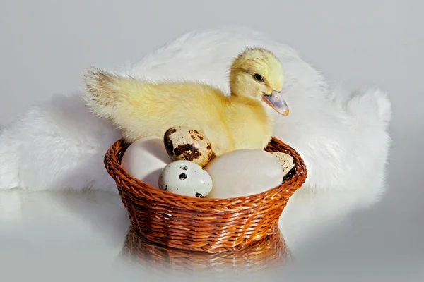 Duckling — Stock Photo, Image