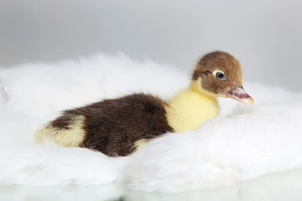 Duckling — Stock Photo, Image