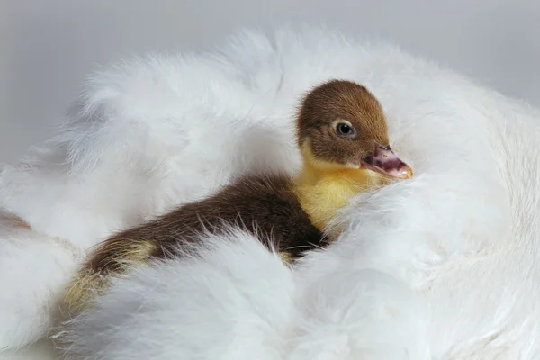 Duckling Stock Picture