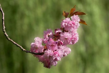 Pembe kiraz ağacı yeşile karşı çiçek açar.
