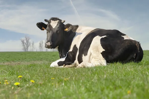 Vache Sur Une Prairie — Photo