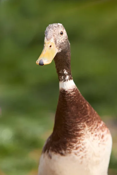 Gros Plan Canard Coureur Indien Brun — Photo