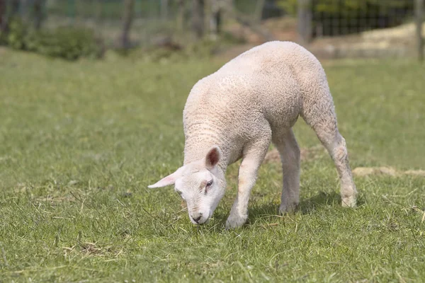 Portret Białej Owieczki Białej Flamandzkiej Owcy — Zdjęcie stockowe