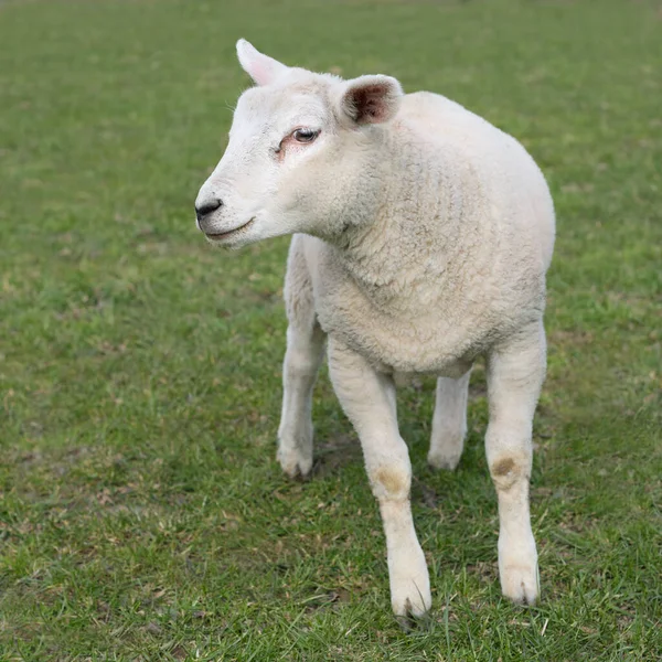 Portret Białej Owieczki Białej Flamandzkiej Owcy — Zdjęcie stockowe
