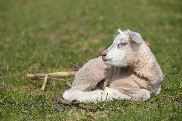 白羊の白い子羊の肖像 — ストック写真