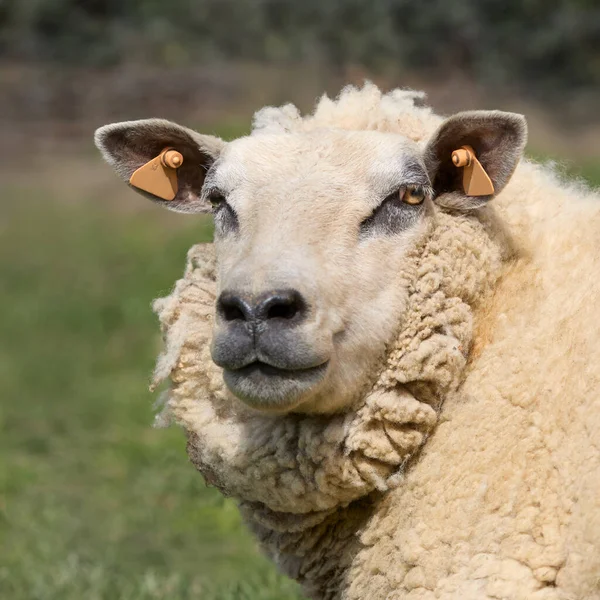 Portrait Une Brebis Mouton Blanc Flamand — Photo