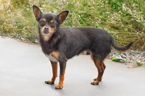 Small Black Short Haired Chihuahua Dog — Stock Photo, Image