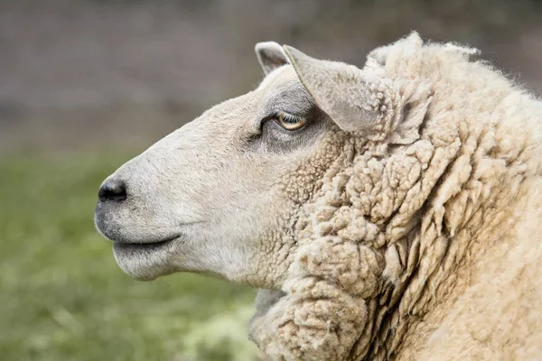 Gros Plan Tête Mouton Flamand Blanc — Photo