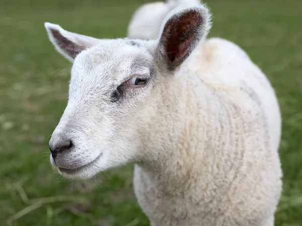 白い子羊のクローズアップ — ストック写真