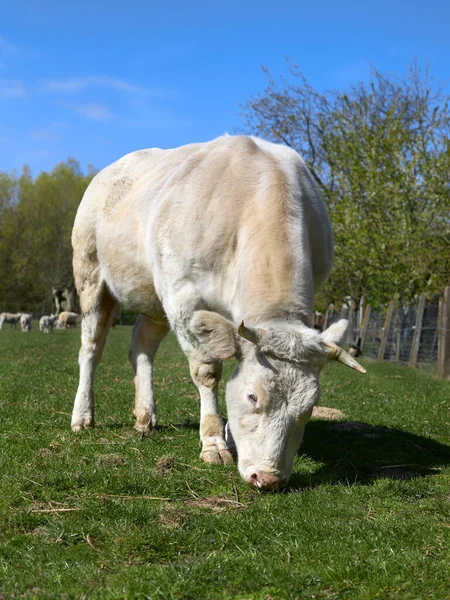 Vaca Blanca Pradera — Foto de Stock