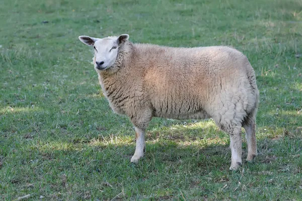 White Flemish Sheep Meadow — Stock Photo, Image