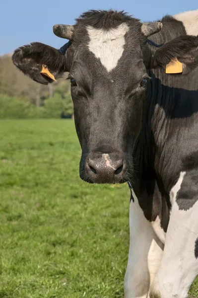 Zbliżenie Headshot Czarnej Białej Krowy — Zdjęcie stockowe