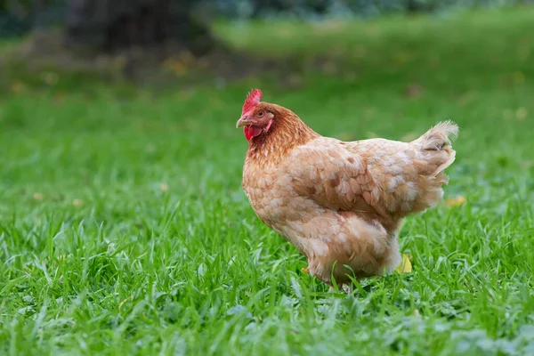 Bahçede Kahverengi Tavuk Var — Stok fotoğraf