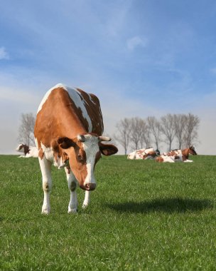 Flanders Flaman Ardennes 'deki tarlada süt inekleri