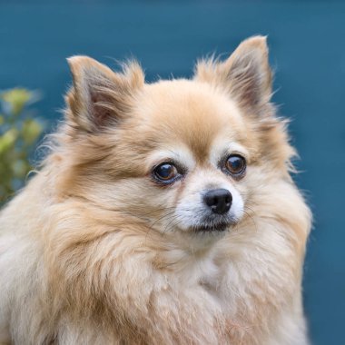 Uzun saçlı bir chihuahua 'nın yakın portresi.