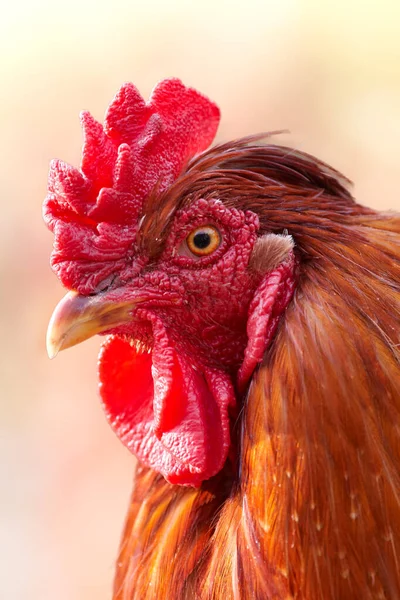 Red Rooster Portréja — Stock Fotó
