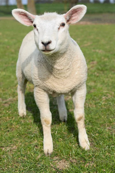 白い子羊のクローズアップ — ストック写真