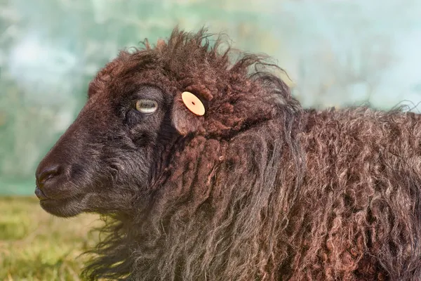 Μαύρο Θηλυκό Ouessant Πρόβατα — Φωτογραφία Αρχείου