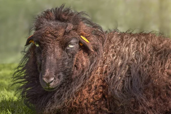 Πορτρέτο Του Μαύρου Θηλυκό Ouessant Πρόβατα — Φωτογραφία Αρχείου