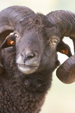Büyük boynuzlu bir erkek koyunun portresini yakından çek.