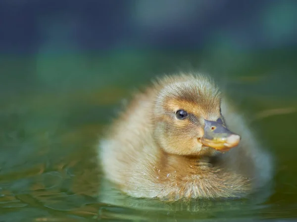 New Born Duckling Mixed Breed Mallard Indian Runner Duck — Stock Photo, Image