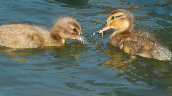 New Born Duckling Mixed Breed Mallard Indian Runner Duck — Stock Photo, Image