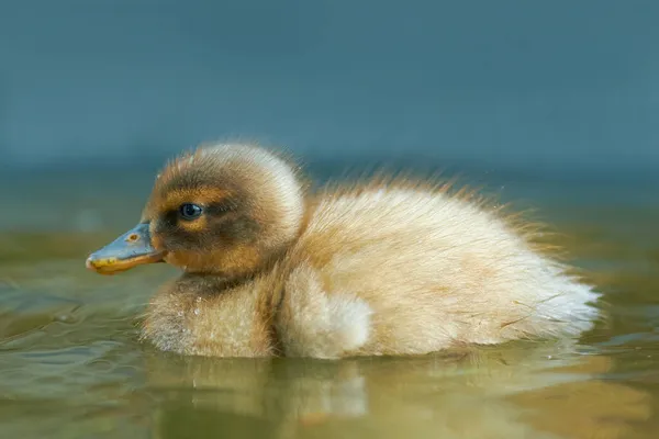 Patinho Recém Nascido Misto Mallard Raça Pato Corredor Indiano — Fotografia de Stock