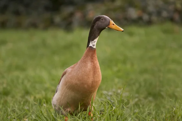 Gros Plan Sur Canard Coureur Indien Brun — Photo