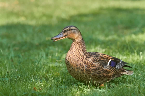 Female Wild Mallard Duck Garden — Stock Photo, Image