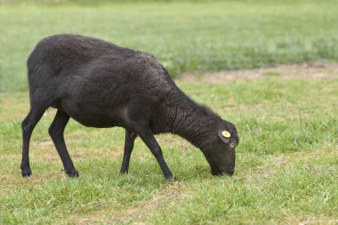 Dişi siyah otlayan koyunlar.