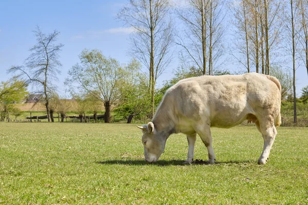 Vache Viande Blanche Dans Champ — Photo