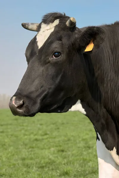 Portret Czarnej Białej Krowy — Zdjęcie stockowe