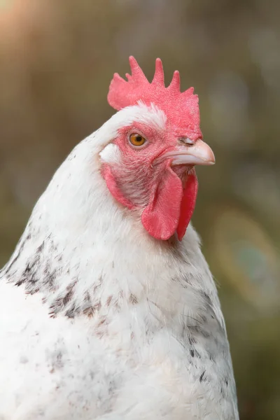 Portréja Egy Fehér Csirke — Stock Fotó