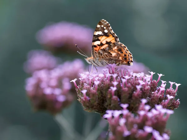 Papillon Dame Peinte Sur Verveine — Photo