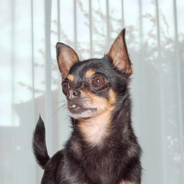 Kısa Saçlı Siyah Chihuahua Köpek Portresi — Stok fotoğraf