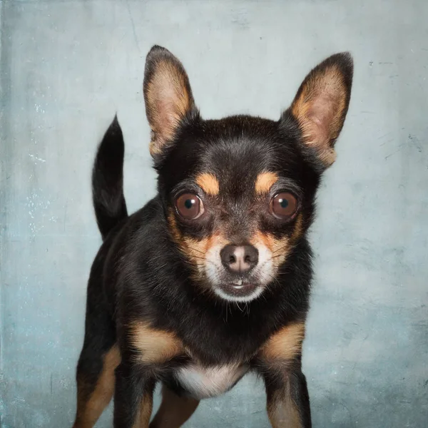 Kısa Saçlı Siyah Chihuahua Köpek Portresi — Stok fotoğraf