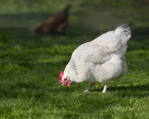 Fehér Csirke Szabad Tartomány Kertben — Stock Fotó