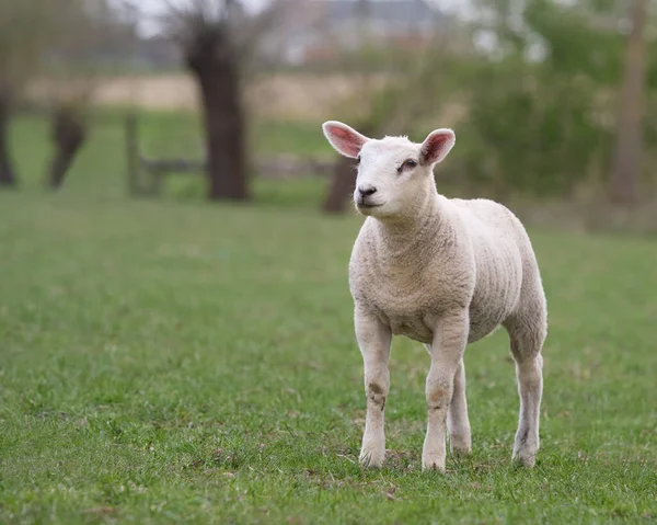 Agneau Blanc Dans Prairie Printemps — Photo